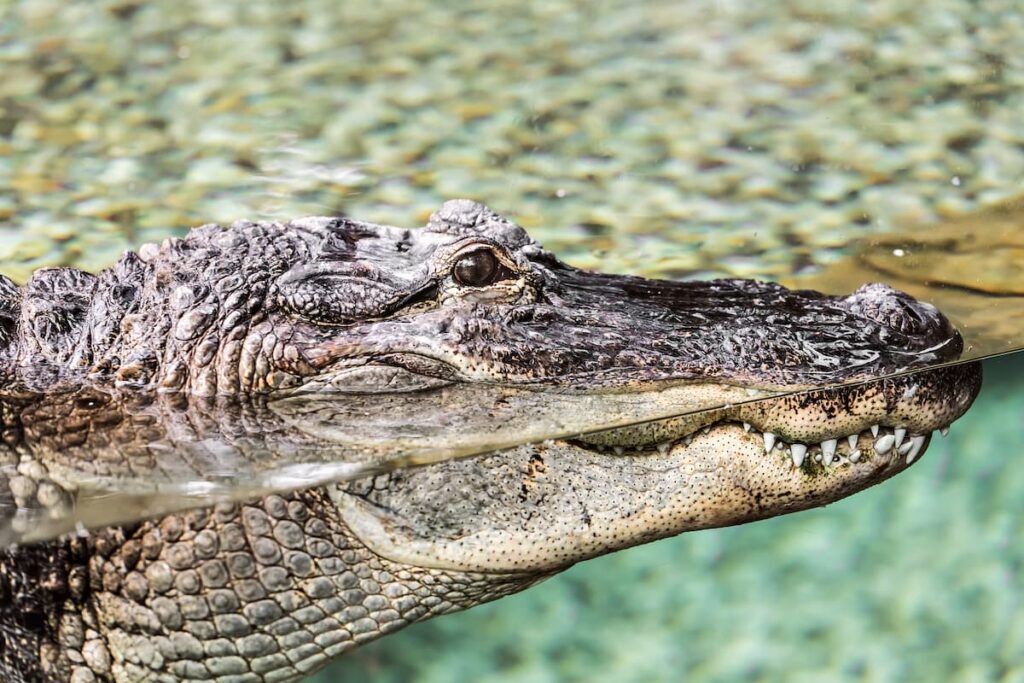 Imagem mostra crocodilo no zoologico de bh