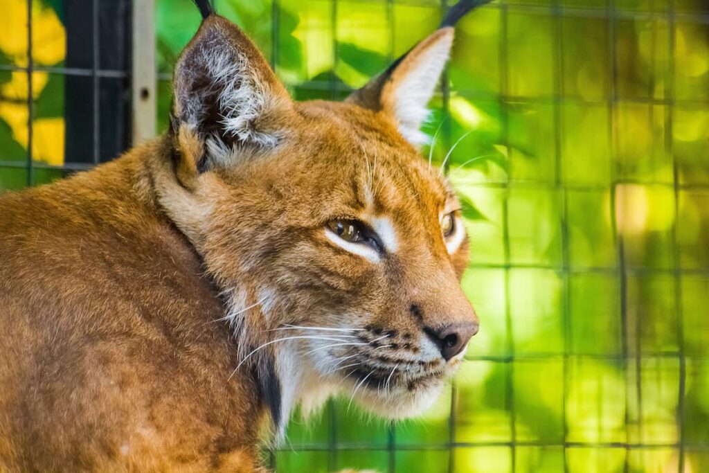 Imagem mostra lince no zoologico de bh