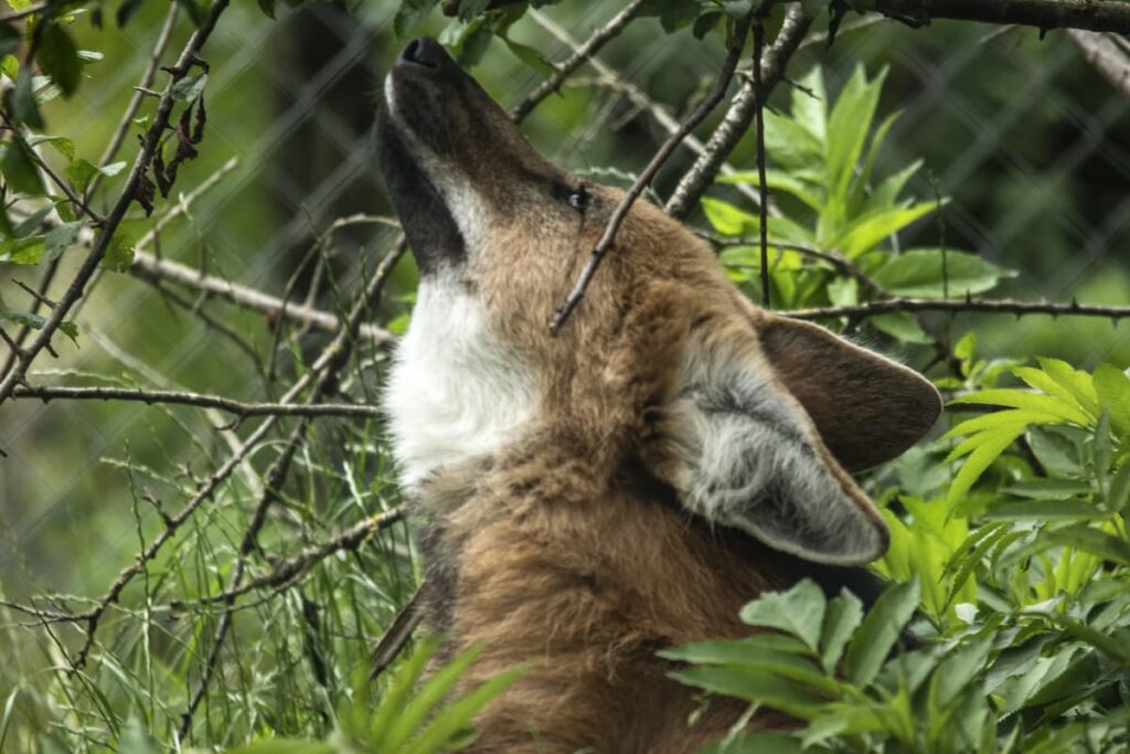Imagem mostra Lobo-Guará em seu habitat.
