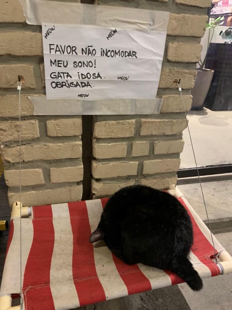 Imagem mostra animal doméstico encontrado no corredor do Mercado Novo em Belo Horizonte.